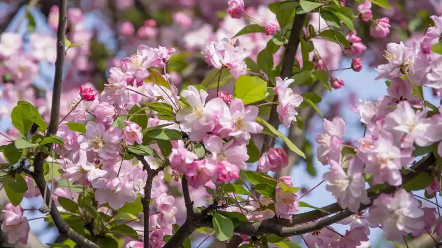 川大植物志春季蔷薇科群花赏鉴