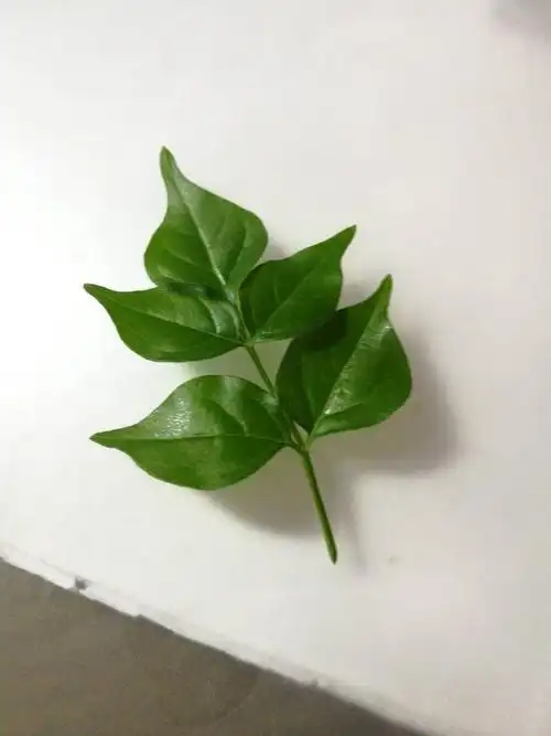 这是什么植物?叶子是叫什么形状?
