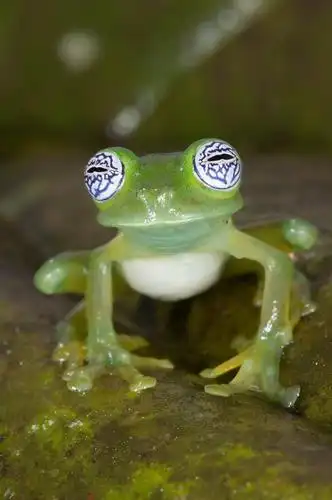 centrolene ilex 一种瞻星蛙 又叫玻璃蛙 眼睛像kururu曹长