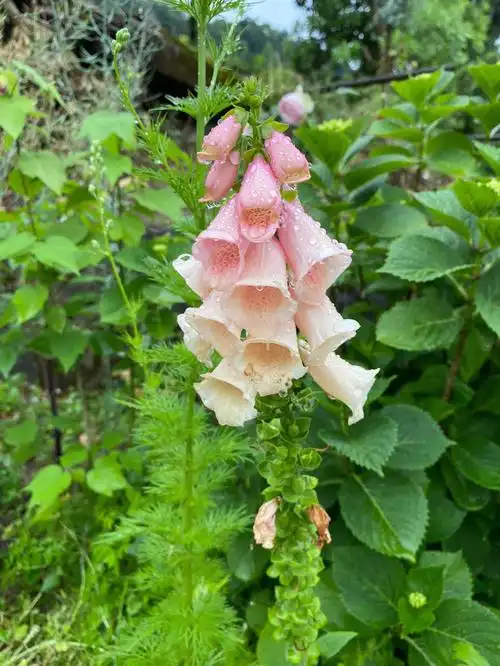 可可爱爱的毛地黄