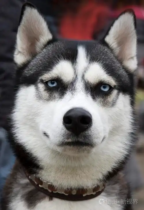 西伯利亚可骑的哈士奇