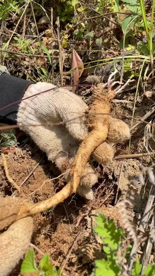 农村纯野生的党参长叶子了你见过吗