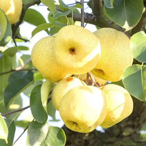 2019正宗当季安徽贡梨现摘10斤新鲜水果农家手机保护套