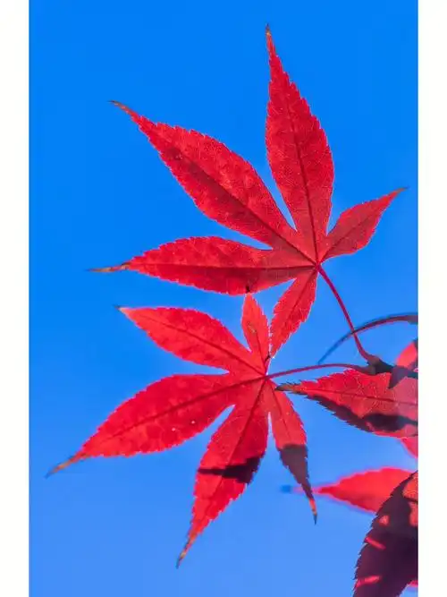 北宫国家森林公园我就看到一棵红叶树