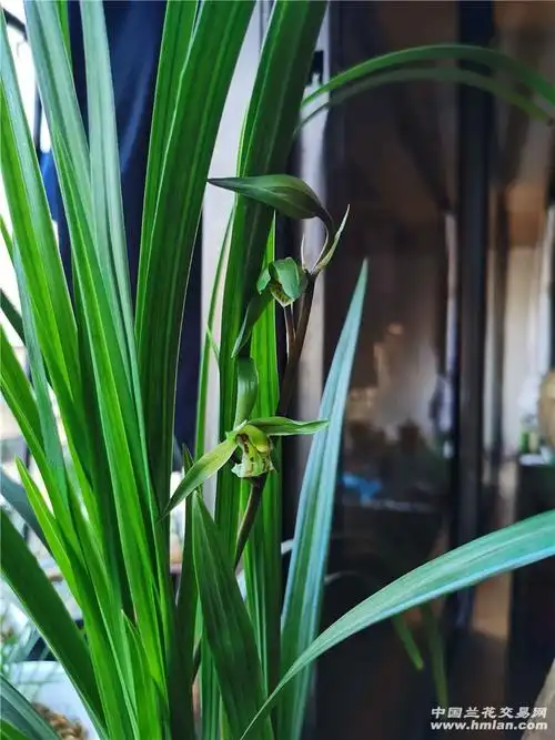 绿兰开花-送春篇-中国兰花交易网社区