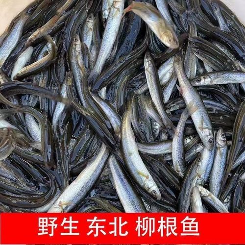 东北野生淡水速冻柳根鱼麦穗鱼新鱼小河鱼小杂鱼新鲜冷冻小鱼鲜活