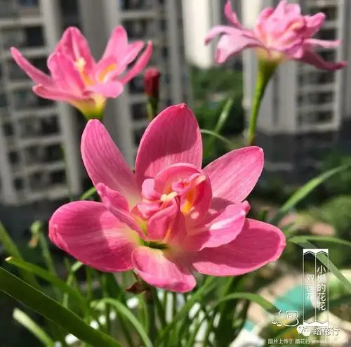 风雨兰部分品种展示 (二)