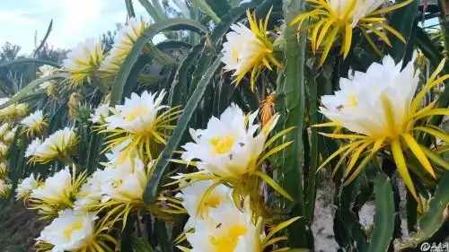 大兴水果种植基地:火龙果花盛开 四季水果飘香