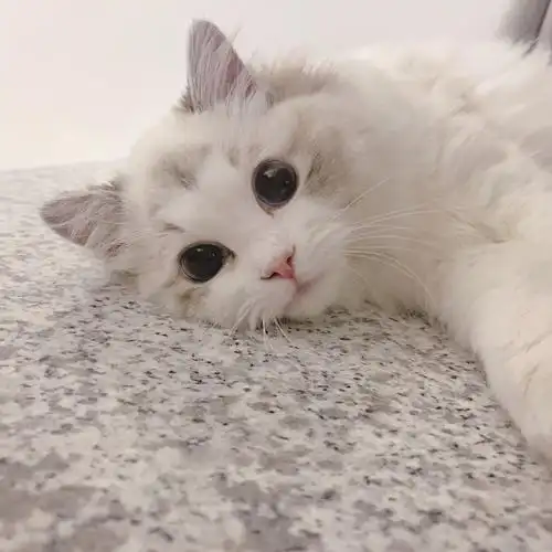 猫咪头像 布偶猫 creamkitten布偶猫舍