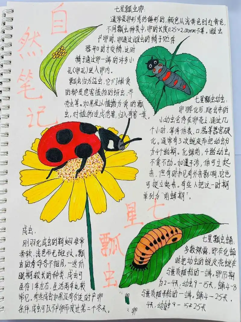 原创自然笔记-七星瓢虫 七星瓢虫有益虫和害虫之分,大家知道吗?