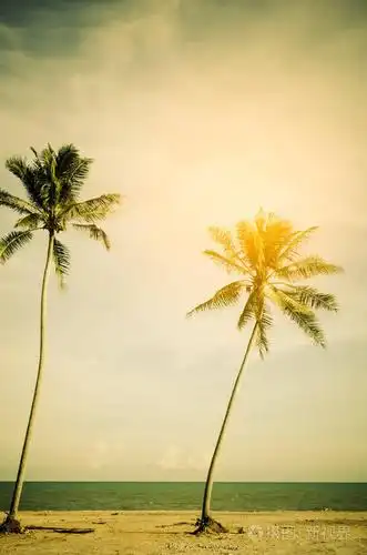 复制的热带棕榈树与太阳在天空背景上的光的空间