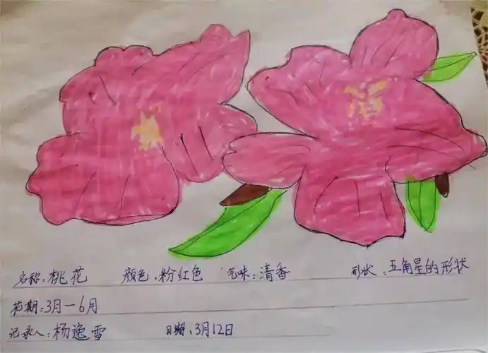 他们精心设计了自己的植物记录卡,让花木和自己一起享受春天,快乐成长