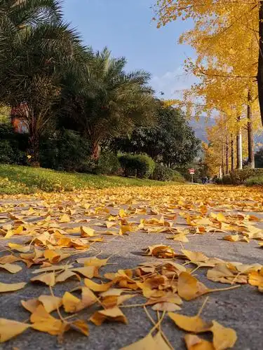 唯美银杏树,片片落叶情