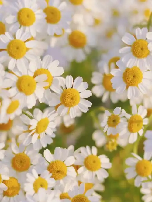 听说小雏菊的花语是天真又纯洁的爱