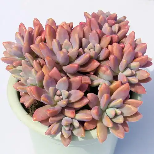 丸叶姬秋丽多植物老桩一物一拍净化空气好养超萌多肉植物