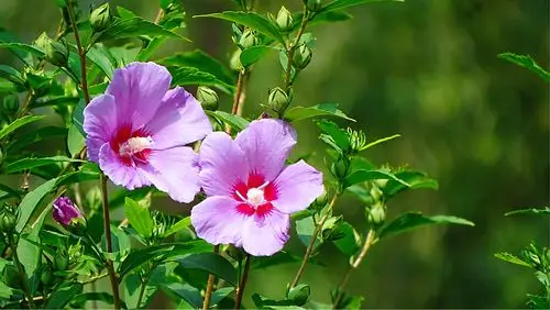 倾听木槿花开的声音 - 美篇