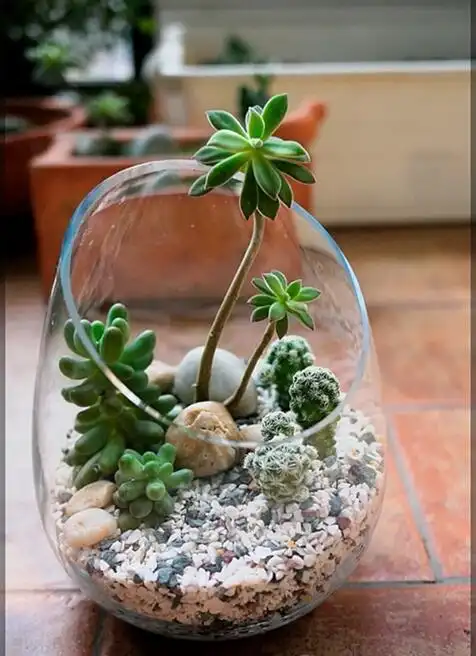 微景观多肉盆景-资讯-全球花木网