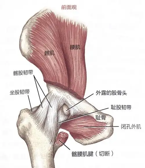 临床见解髋关节屈曲挛缩预防技巧