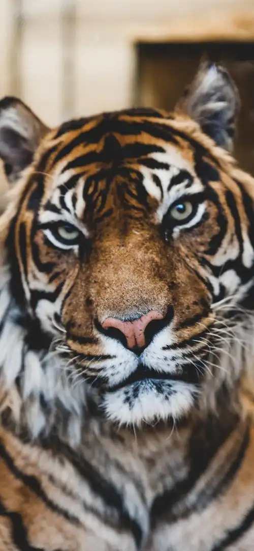 百兽之王老虎高清手机壁纸
