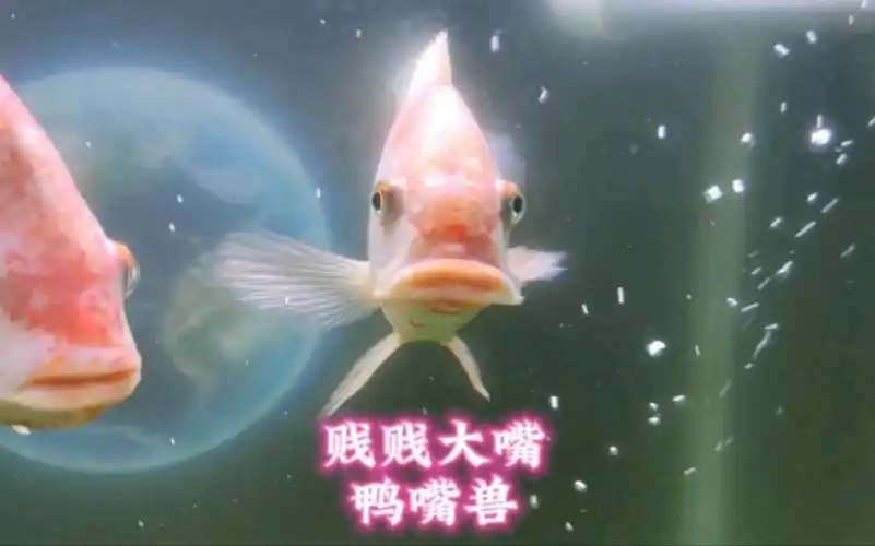 这条罗非鱼的形象特别搞笑,大嘴巴贱贱的样子,像奔波儿灞.是脱臼了吗?