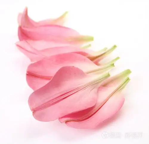 粉红色百合花的花瓣
