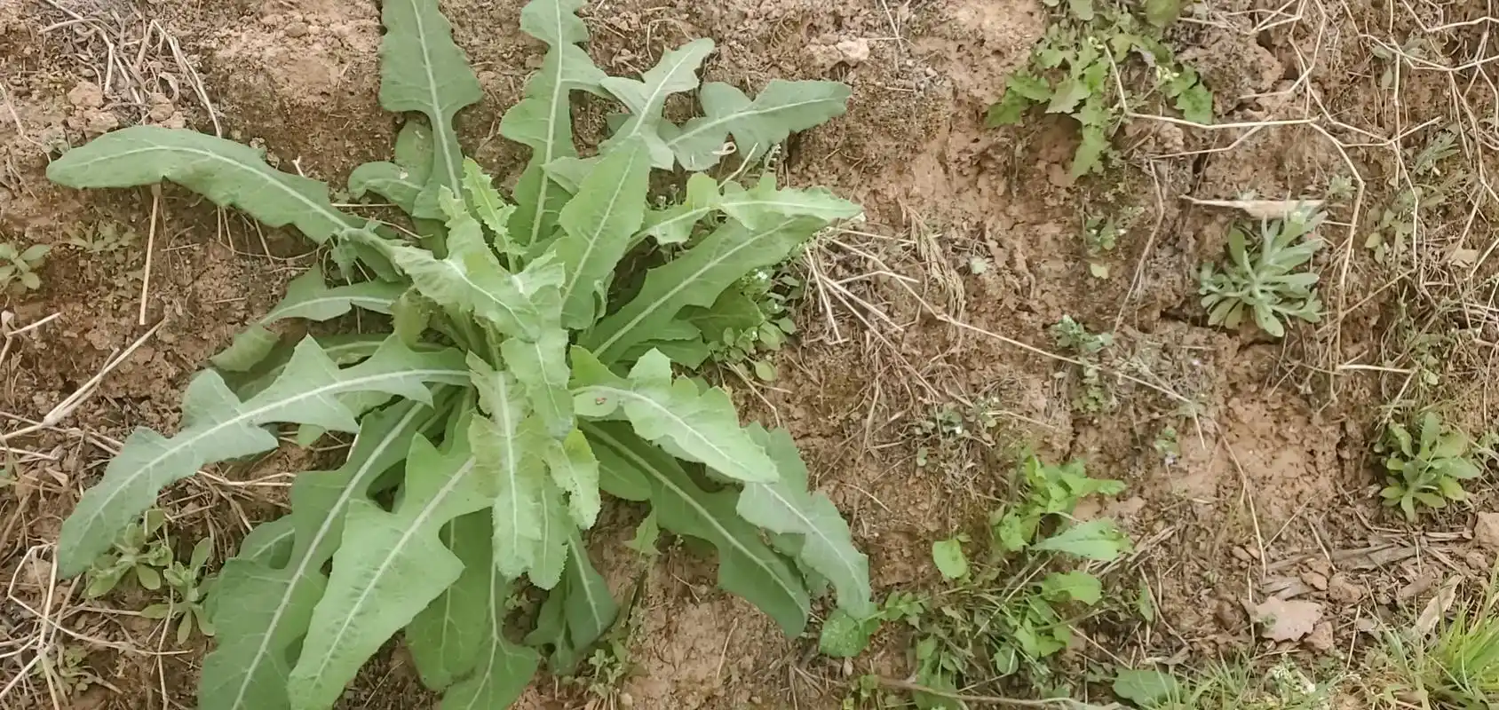 大家要的野苦菜图片来啦#22万物复苏的季节  - 抖音