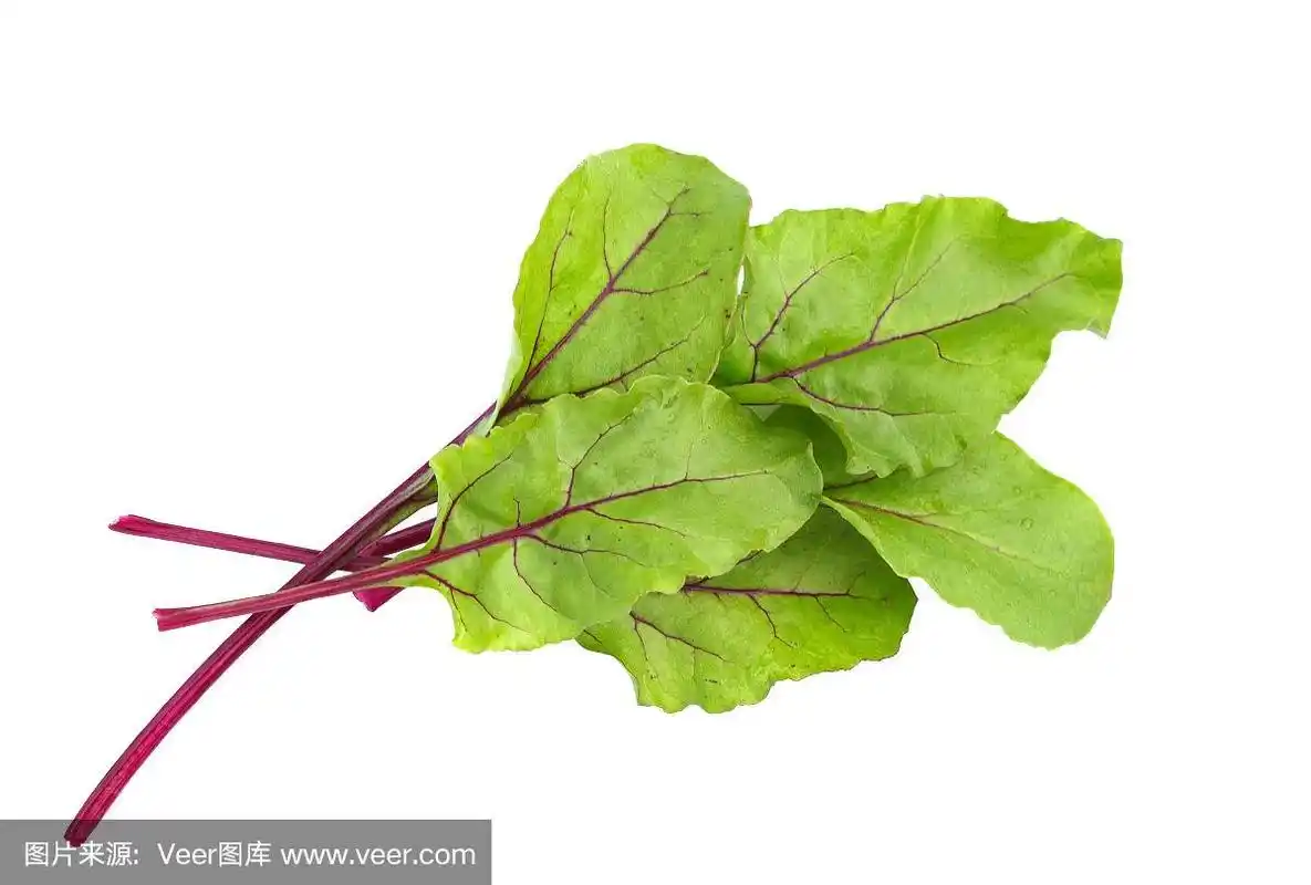 甜菜叶子.甜菜根叶,新鲜甜菜叶分离.