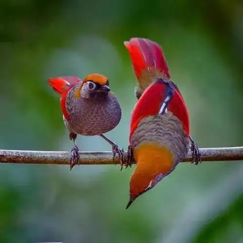 赤尾噪鹛绿头冠蕉鹃银耳相思鸟红顶巨嘴鸟动冠伞鸟美洲红鹮天堂鸟01