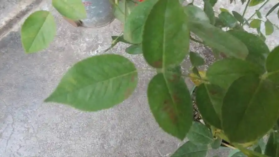 月季生病了,这种情况怎么处理.