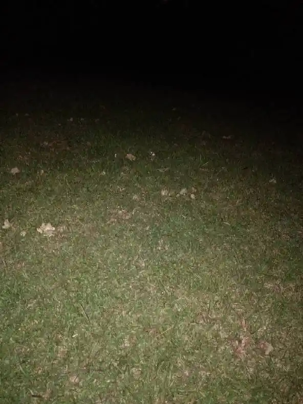 怎么办,晚上只能睡在这种草坪上了.