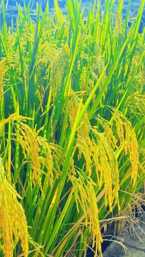 文山万亩稻田!_画卷_汗水_稻穗