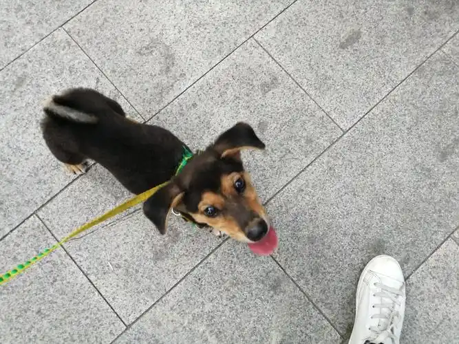 2个多月的腊肠串串弟弟免费领养