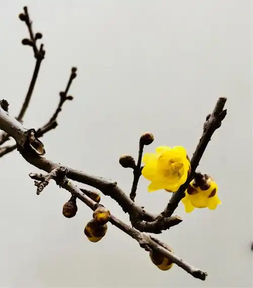 梅花是中华民族与中国的精神象征,它象征着一种坚韧不拔,不屈不挠奋勇