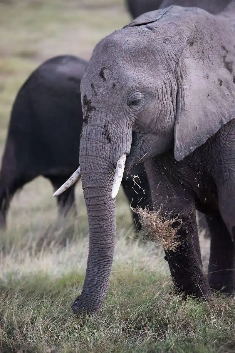 大象是地球上最独特,最令人敬畏的生物之一.
