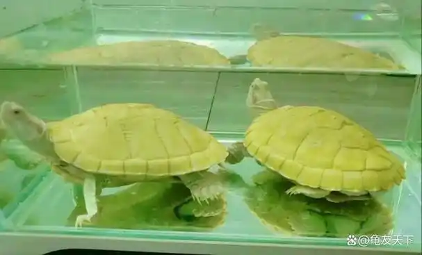 导语:近年来,白化变异龟这一特殊品种在爱好者和收藏家中引发了热潮