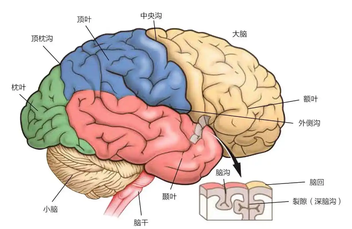在你脑的其他部分需要做决定时,大脑是最关键的地方.