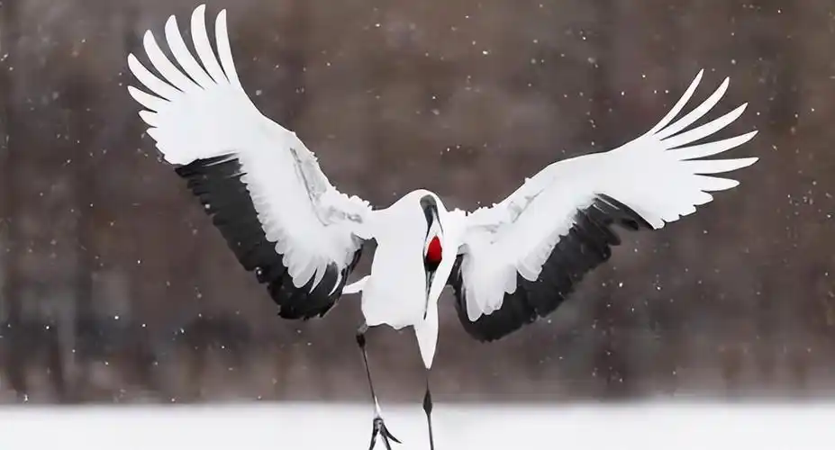 秃顶地中海随时大小便的丹顶鹤动物学命名竟是日本鹤