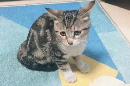 串串猫指的是由不同品种的猫杂交形成的后代,这种猫的血统不纯正,外表