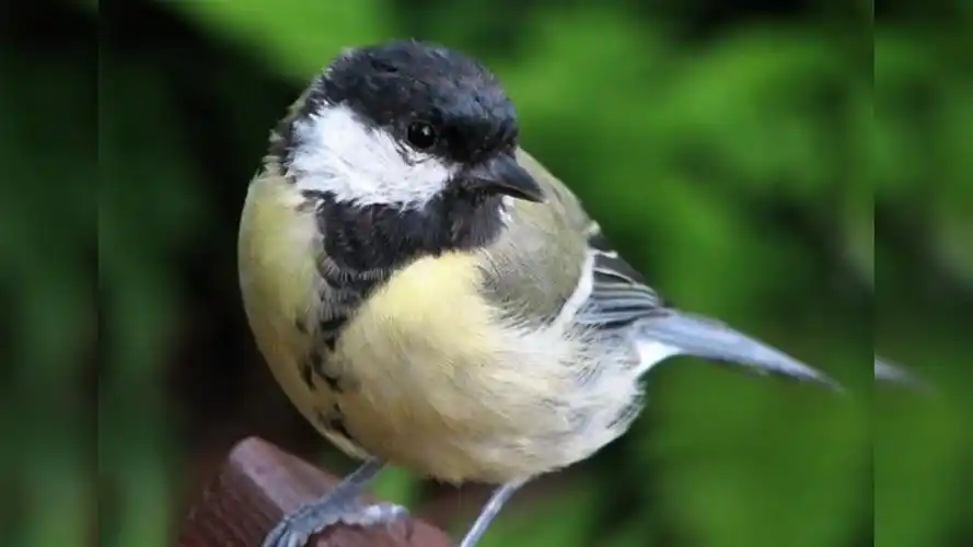 世界上最恐怖的鸟!僵尸鸟,最喜欢吃大脑!