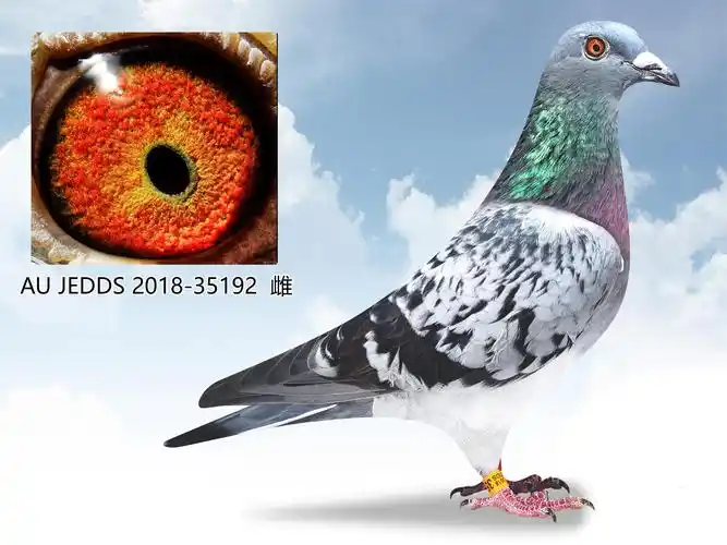 甘纳斯"顶级明星"【已售出】