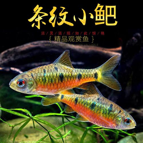 大脸兔条纹小鲃鱼活体原生态冷水观赏鱼淡水小溪鱼二须鲃 小鲃2-3厘米