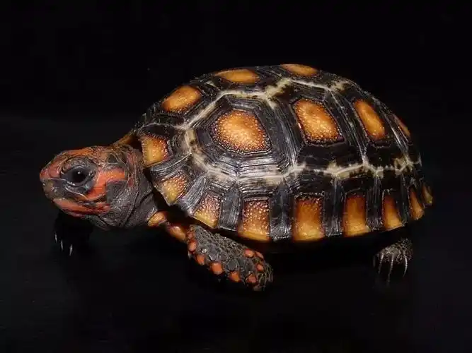 樱桃红腿陆龟怎么分公母