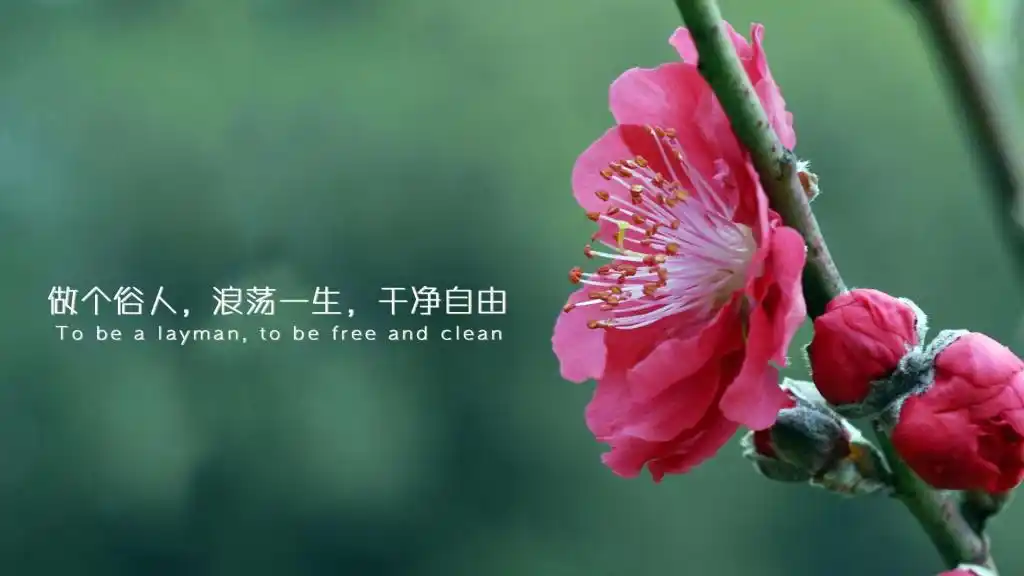 做个俗人浪荡一生干净自由带字图片,高清壁纸图片,非主流-回车桌面