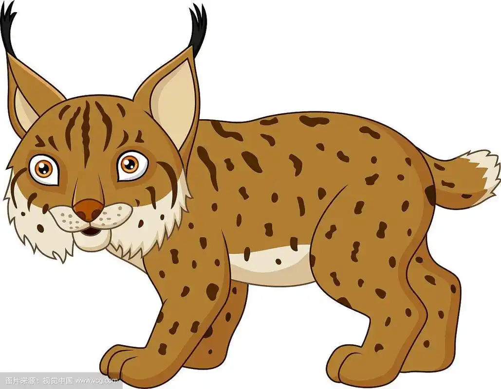 卡通猞猁孤立在白色的背景