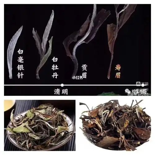 慧子早茶一分钟20221027贡眉和寿眉的区别