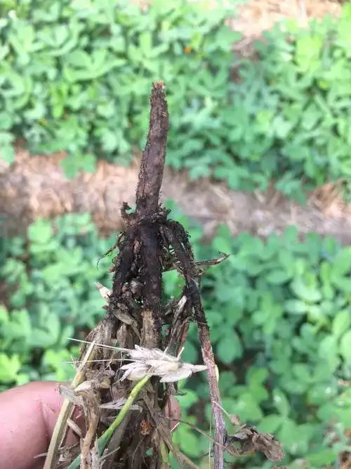 这花生是啥病 打啥药能预防