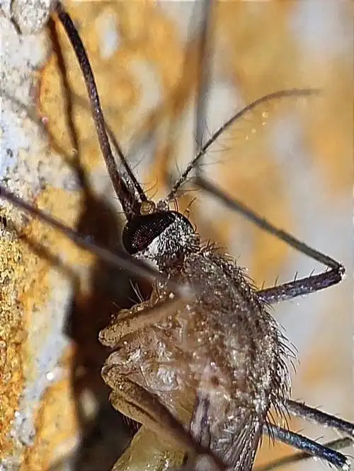 超级微距看蚊子复眼蚊子的触角像天线