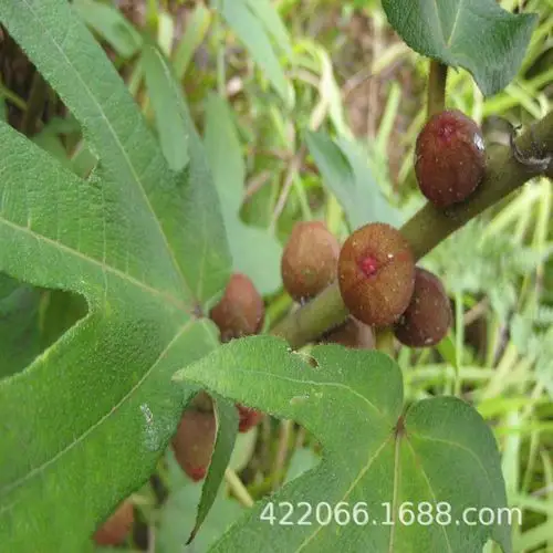 五指毛桃根 五指金龙椰香五指牛奶树木根五爪龙煲汤料晒干