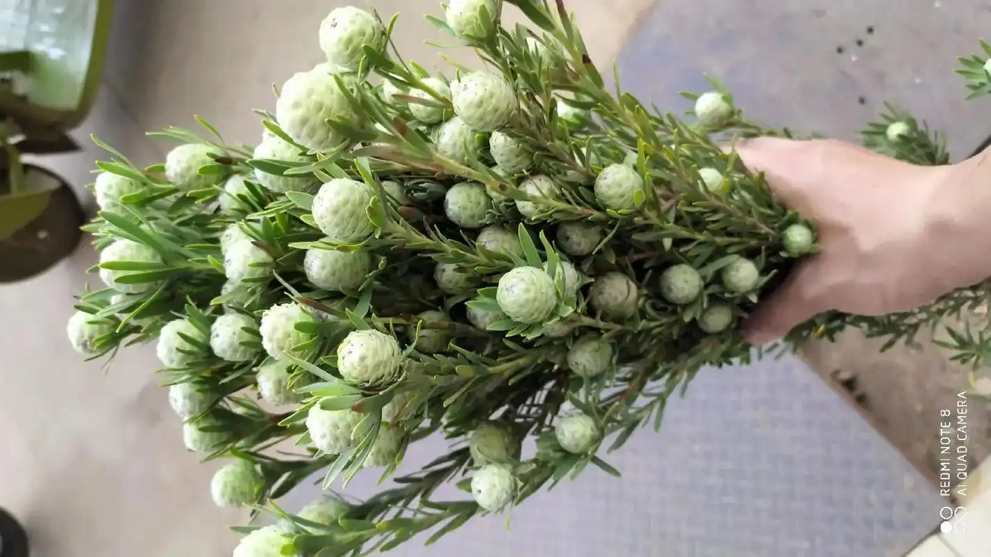 稀有花材_绿宝石.花期长达一个月左右 #好看的花一定要分享给 - 抖音