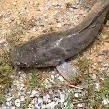 埃及塘鲺埃及鱼鲶鱼八字鲶鱼